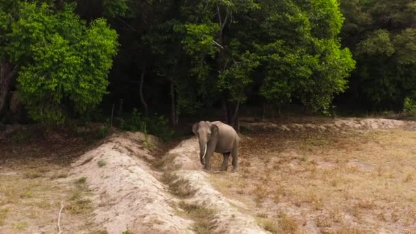 Słoń Kłami Rezerwacie Przyrody Sri Lance — Wideo stockowe
