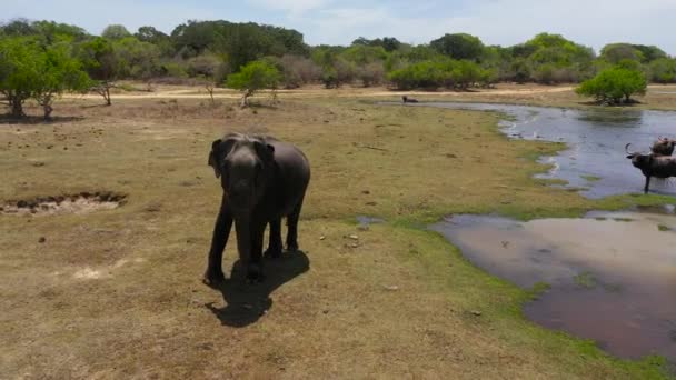 보호구역의 근처에 코끼리와 물소가 있습니다 구마나 스리랑카 — 비디오