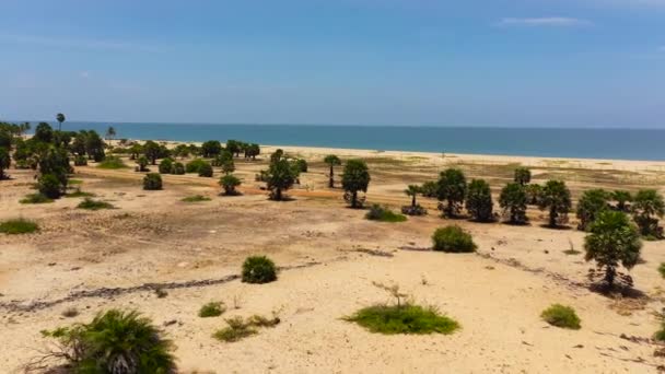 Tropikal Manzaralı Güzel Kumlu Sahil Mavi Deniz Manzaralı Sri Lanka — Stok video