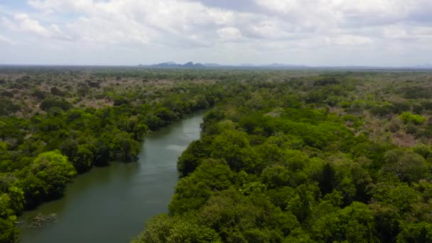River Rainforest Jungle Kumana National Park — Vídeos de Stock