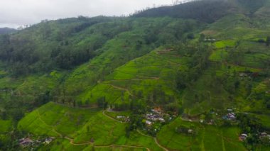 Top view of Tea plantations on the hillsides in the mountains of Sri Lanka. Tea estate landscape.