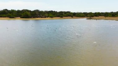 Ormanın ortasındaki milli parktaki gölün üzerinden kuşlar uçuyor. Panama Wewa Gölü. Sri Lanka.