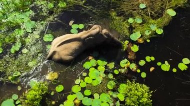 Göldeki filin havadan görünüşü otla beslenir. Kumana Ulusal Parkı, Sri Lanka.