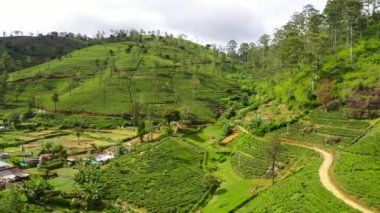 Dağların yamaçlarındaki çay tarlalarının en üst görüntüsü. Çay evi manzarası. Nuwara Eliya, Sri Lanka.