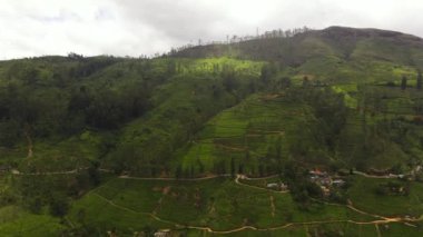 Dağların arasında çay tarlaları olan tepeler. Çay evi. Maskeliya, Sri Lanka.