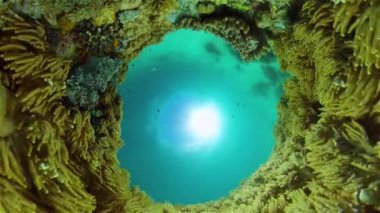 Su altı balık resifi denizcisi. Tropik renkli sualtı deniz manzarası. Filipinler.