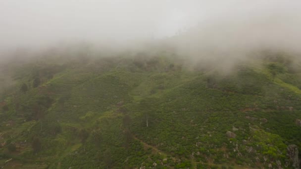 Tea Birtokok Ködben Felhők Srí Lanka Hegyekben Magas Hegyi Teaültetvény — Stock videók