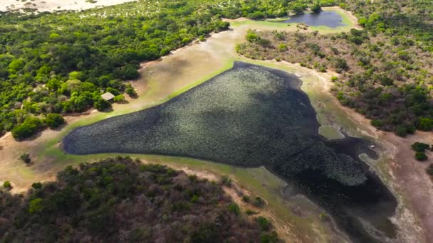 库马纳国家公园湖水和湿地的俯瞰 斯里兰卡 — 图库视频影像