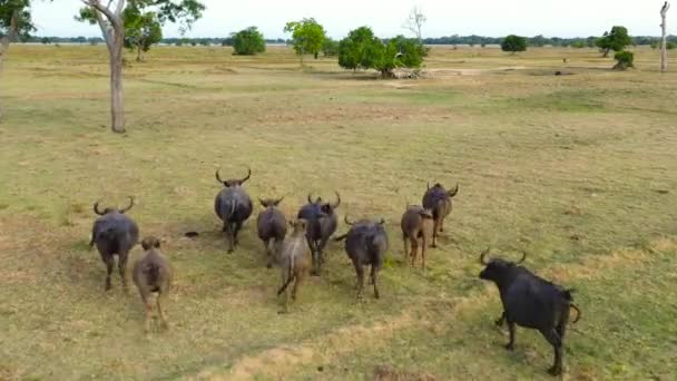 Drone Aéreo Rebanho Búfalos Nos Campos Agricultores Parque Nacional Animais — Vídeo de Stock