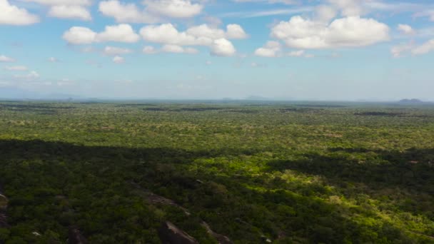 Jungle Rainforest Kumana National Park Sri Lanka — Stock Video