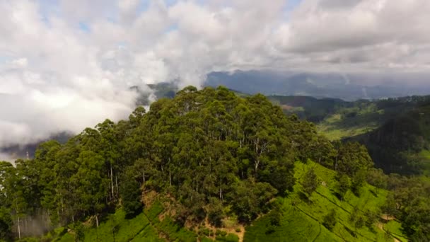 Domaine Thé Sri Lanka Plantation Thé Haute Montagne Siège Liptons — Video