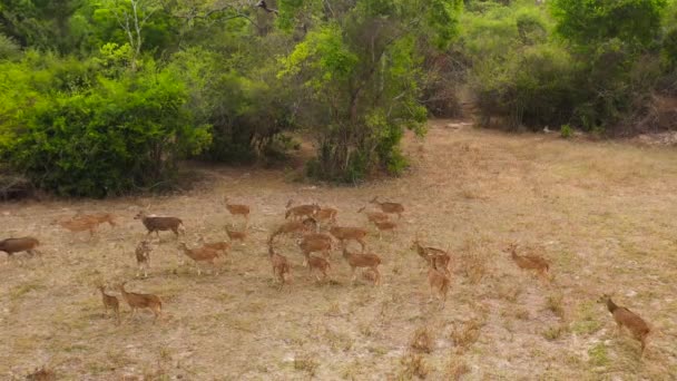 스리랑카 공원에서 두꺼운 사슴의 무리의 — 비디오