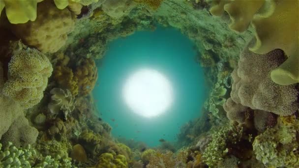 热带鱼和珊瑚礁在水下 软硬珊瑚 水下景观 菲律宾 — 图库视频影像