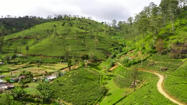 山の中の丘の中腹にお茶のプランテーションのトップビュー 茶園の風景 スリランカのヌワラエリヤ — ストック動画
