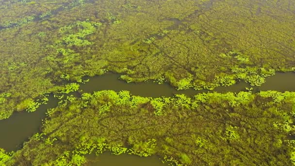 Lac Marécage Avec Végétation Aquatique Plantes Sri Lanka — Video