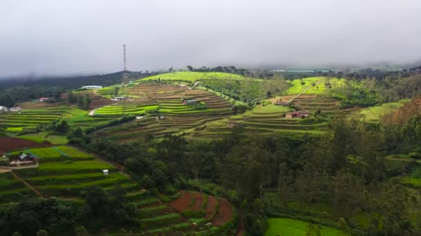 Grunty Rolne Nasadzeniami Plantacjami Herbaty Zboczach Gór Sri Lanka — Wideo stockowe
