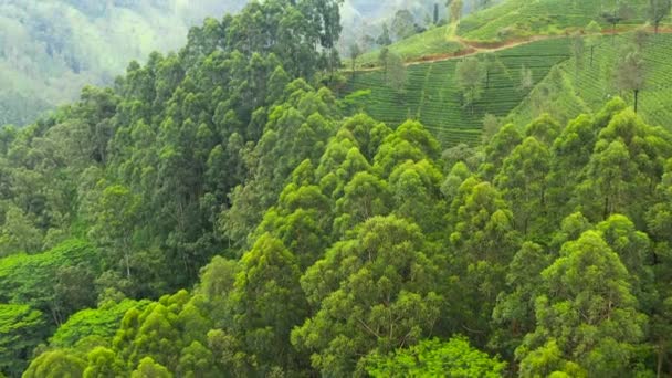 Холмы Чайными Плантациями Среди Гор Чайная Усадьба Шри Ланки — стоковое видео