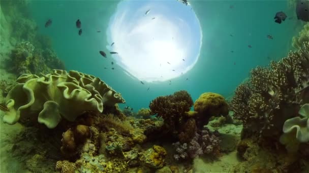 Tropisches Korallenriff Mit Fischen Hart Und Weichkorallen — Stockvideo