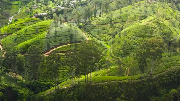 热带风景 山中有茶园 茶园Maskeliya 斯里兰卡 — 图库视频影像