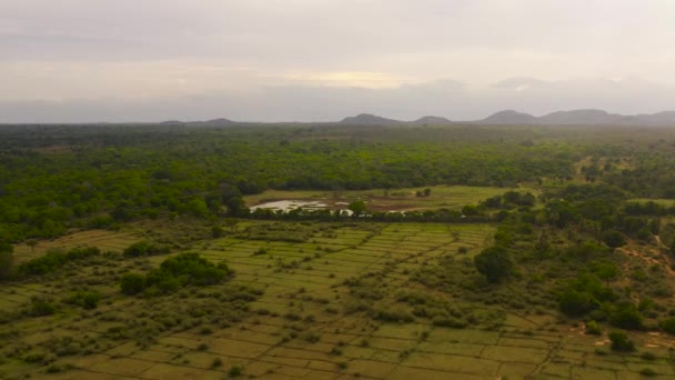 Terras Agrícolas Florestas Tropicais Fundo Das Montanhas Sri Lanka — Vídeo de Stock