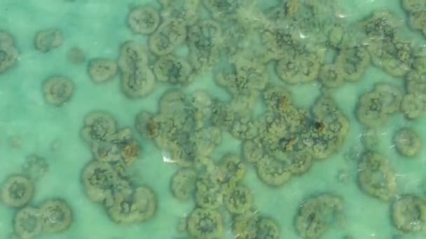 Transparant Turquoise Zeewater Natuurlijke Achtergrond Bovenaanzicht Van Rimpelend Zeeblauw Water — Stockvideo