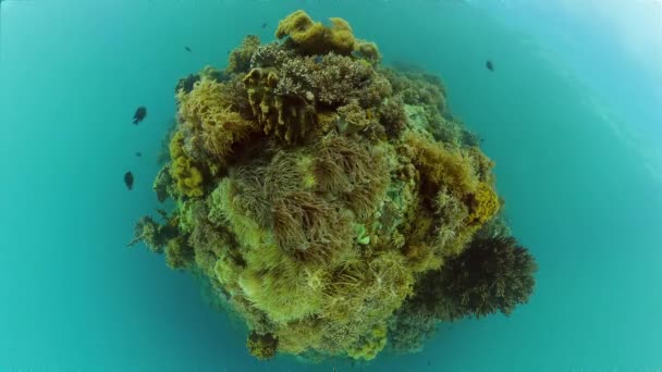 Tropik Mercan Resifi Altı Balıkları Mercanlar Filipinler — Stok video