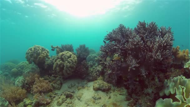Тропічний Колір Підводного Моря Підводний Світ Кольоровою Рибою Кораловим Рифом — стокове відео