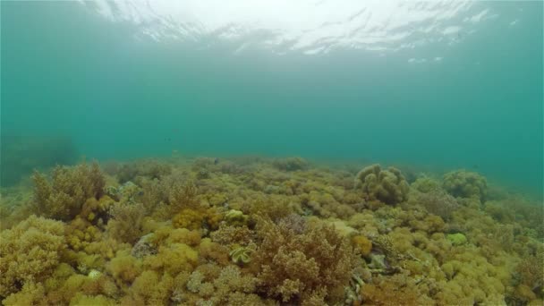 Recifes Corais Tropicais Com Peixes Corais Duros Moles Vídeo Subaquático — Vídeo de Stock