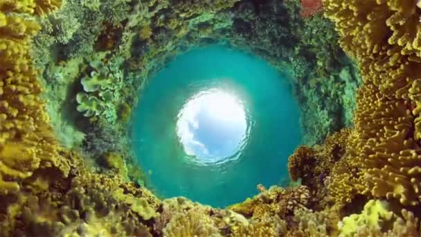 Arrecife Coral Peces Tropicales Mundo Submarino Filipinas Submarino Colorido Arrecife — Vídeos de Stock