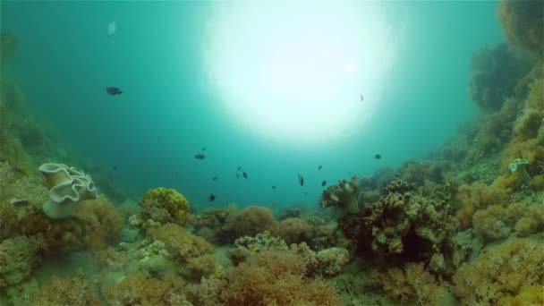 熱帯魚やサンゴ礁水中 ハードと柔らかいサンゴ 水中の風景です フィリピン — ストック動画