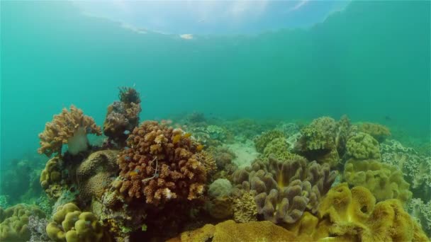 Poissons Tropicaux Récifs Coralliens Plongée Beau Monde Sous Marin Avec — Video