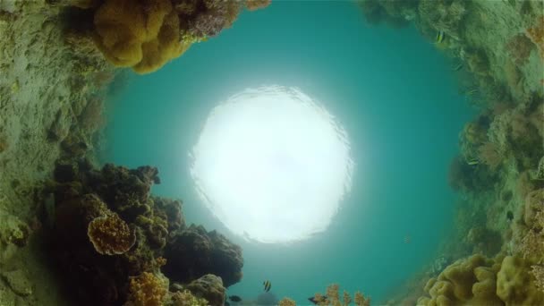 Colorido Arrecife Coral Tropical Escena Arrecife Mundo Marino Vida Marina — Vídeo de stock