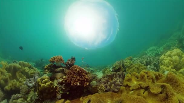 Tropisch Koraalrif Zeegezicht Met Vissen Harde Zachte Koralen Filippijnen — Stockvideo