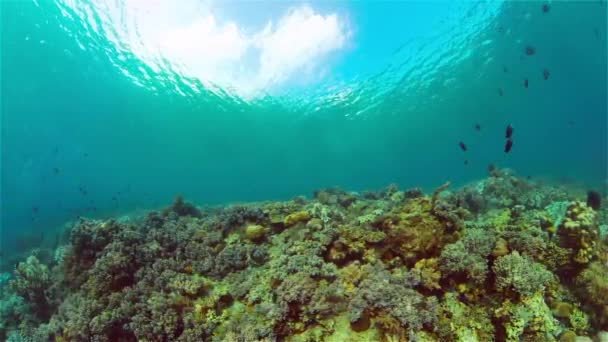 Recifes Corais Tropicais Coloridos Corais Duros Macios Paisagem Subaquática Conceito — Vídeo de Stock