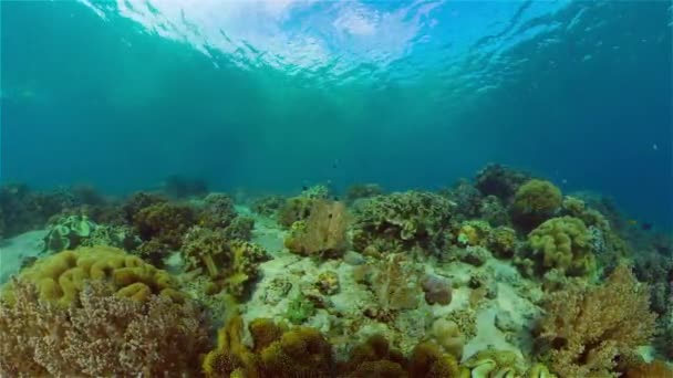Récif Corallien Tropical Coloré Récif Corallien Tropical Poissons Coraux Sous — Video