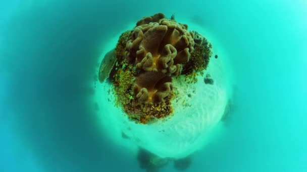 Peces Tropicales Arrecifes Coral Buceo Mundo Submarino Con Corales Peces — Vídeos de Stock