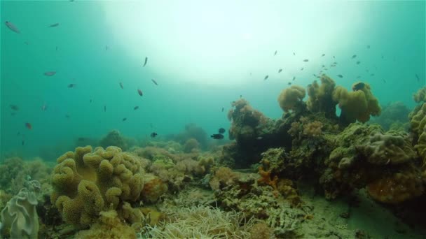 Deniz Resifi Sualtı Sahnesi Tropik Sualtı Balığı Filipinler — Stok video
