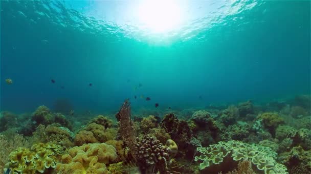 Tropické Korálové Útesy Rybami Tvrdými Měkkými Korály Podvodní Video Filipíny — Stock video