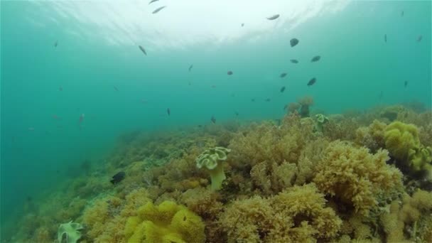 Renkli Tropikal Mercan Resifi Sahne Resifi Suyun Altında Deniz Manzarası — Stok video