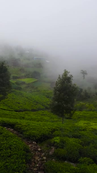 Paisagem Tropical Com Tea Estate Entre Montanhas Plantações Chá Vídeo — Vídeo de Stock