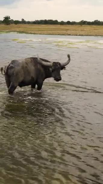 炎热的日子里 湖中的黑色水牛令人神清气爽 斯里兰卡Vertical Video — 图库视频影像