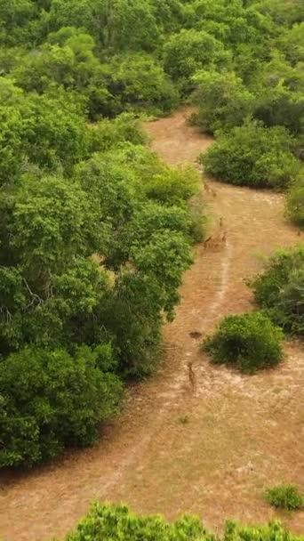 Rebanho Veados Entre Moitas Tropicais Parque Nacional Sri Lanka Vídeo — Vídeo de Stock