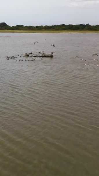 Vista Aérea Bandada Pelícanos Salvajes Sobrevuela Lago Sri Lanka Vídeo — Vídeos de Stock