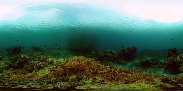 Tropisch Koraalrif Zeegezicht Met Vissen Harde Zachte Koralen 360Vr Video — Stockfoto