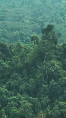 Borneo 'daki dağ ormanı ve tropikal ormanın havadan görünüşü. Sabah, Malezya