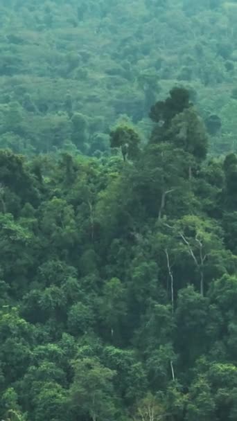 Luchtfoto Van Bergjungle Tropisch Bos Borneo Sabah Maleisië — Stockvideo