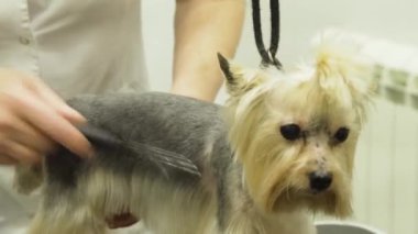 Küçük bir köpek damat içinde Kuaför salon köpekler için bakım. Grumer tarak ve saç modeli için belgili tanımlık köpek yapar... Köpek tarak kullanarak damat.