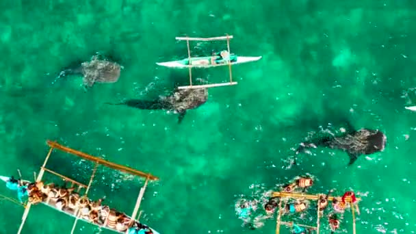 Luchtfoto Van Toeristen Snorkelen Kijken Naar Walvishaaien Turquoise Water Zomer — Stockvideo