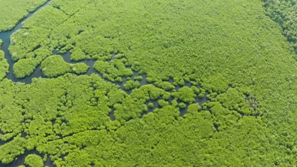 Légi Kilátás Folyók Trópusi Mangrove Erdők Mangrove Táj Siargao Fülöp — Stock videók