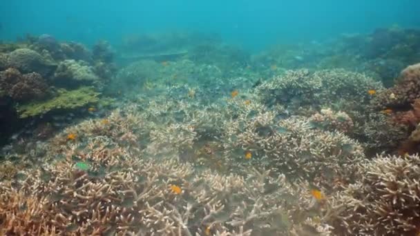 Bellissimo Mondo Sottomarino Con Barriera Corallina Pesci Tropicali Camiguin Filippine — Video Stock